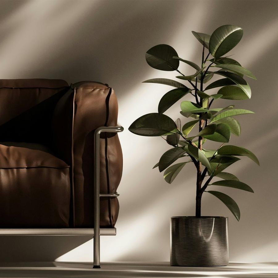 a plant in a pot near a leather couch