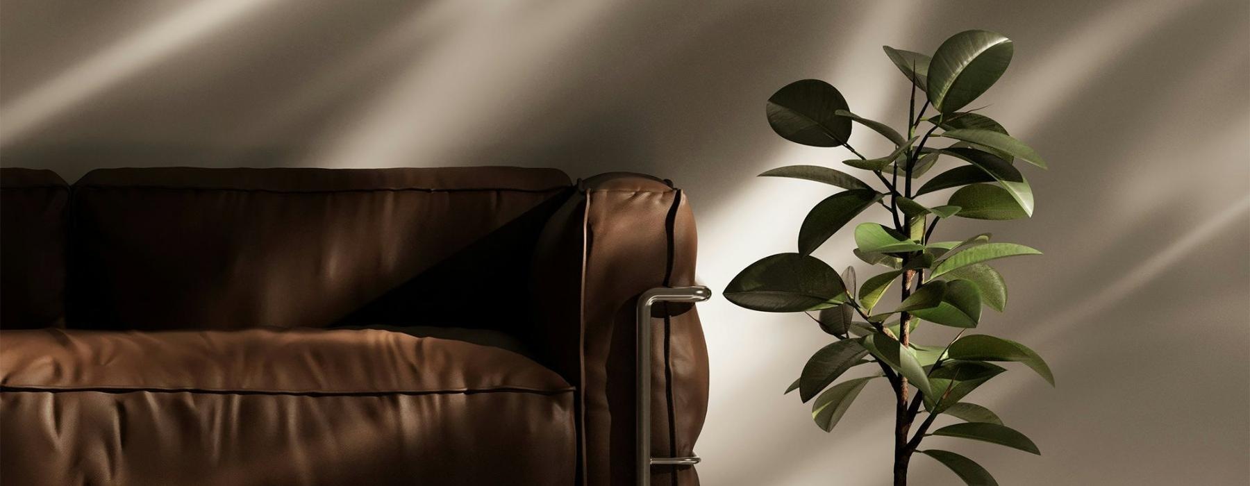 a plant in a pot near a leather couch